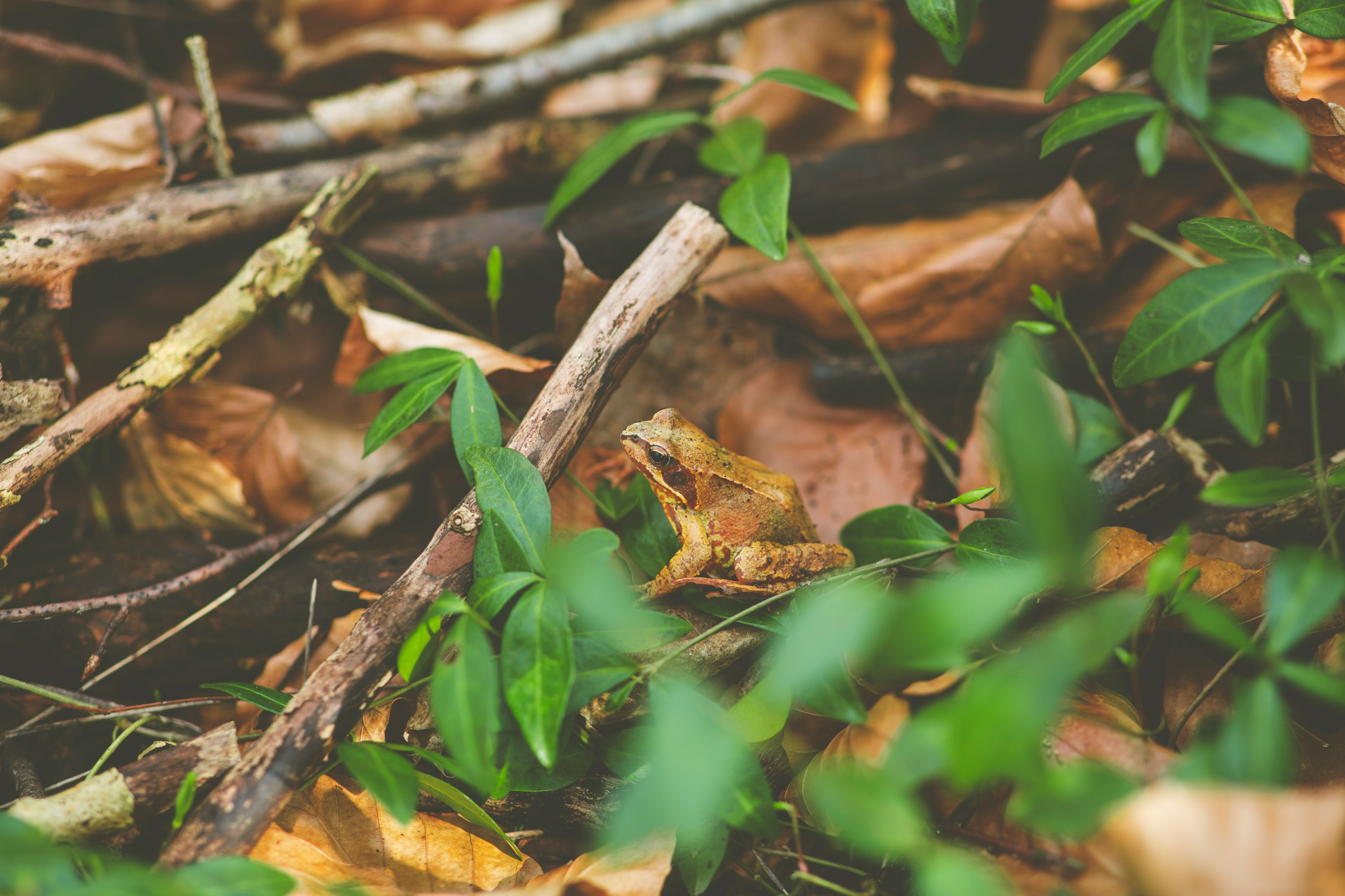 brown frog on green grass